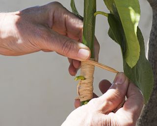 Gardener grafts lemon tree