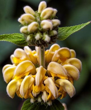 Close up of the yellow flowers of Phlomis grandiflora