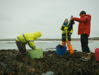 Lisa Oxenham hand harvesting seaweed