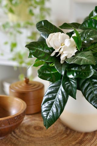 Gardenia