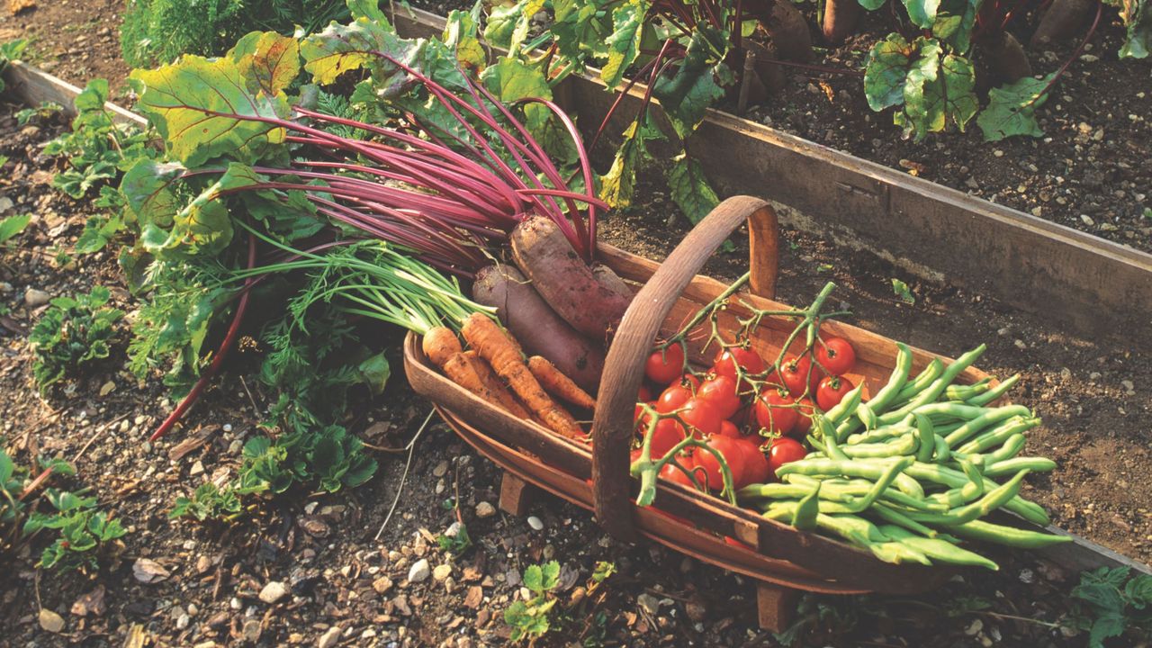 Veg trough filled with carrots, tomatoes, potatoes and runner beans next to a vegetable patch