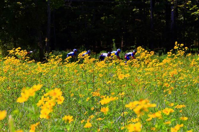 Classic road scenery, complete with fields of black-eyed susans frames the riders.