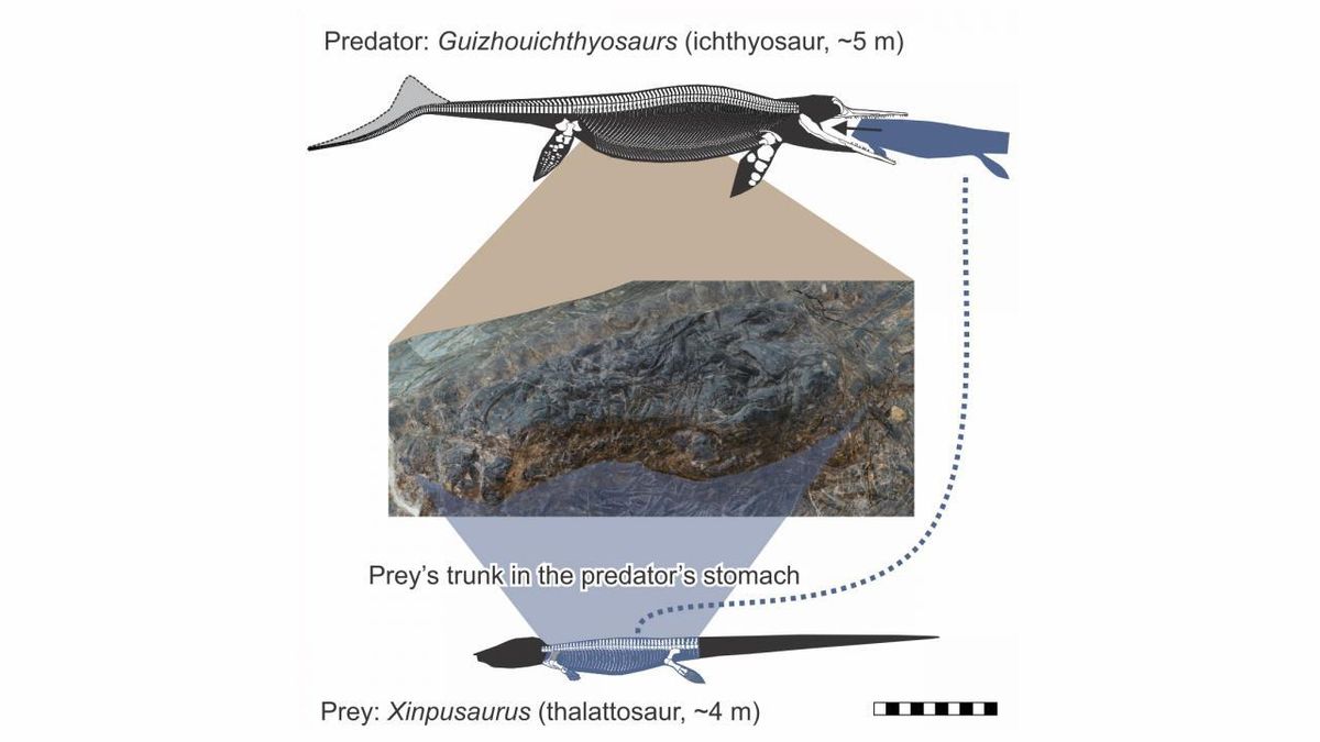 The 240 million-year-old fossil of an ichthyosaur contained a hearty meal; the partial remains of a thalattosaur, another marine reptile that was only slightly smaller in size.