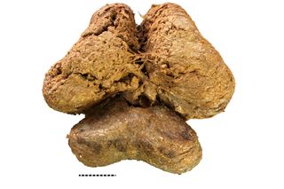 The brain from the mummified woolly mammoth carcass in dorsal view.