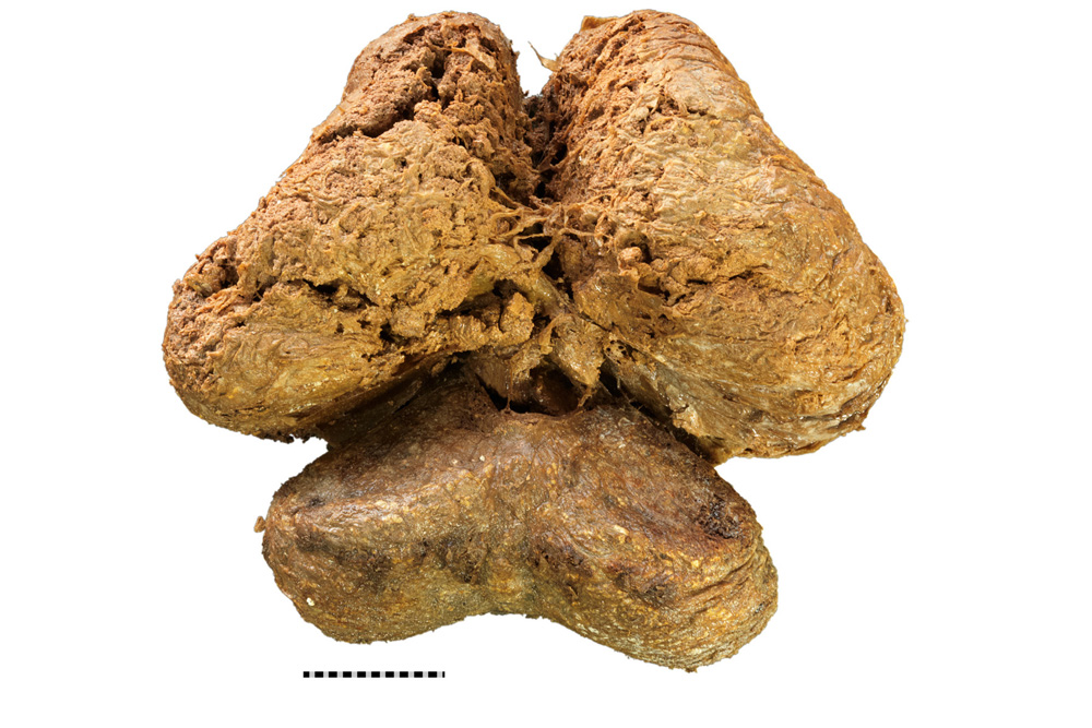 mammoth mummy alaska gold mines with bones