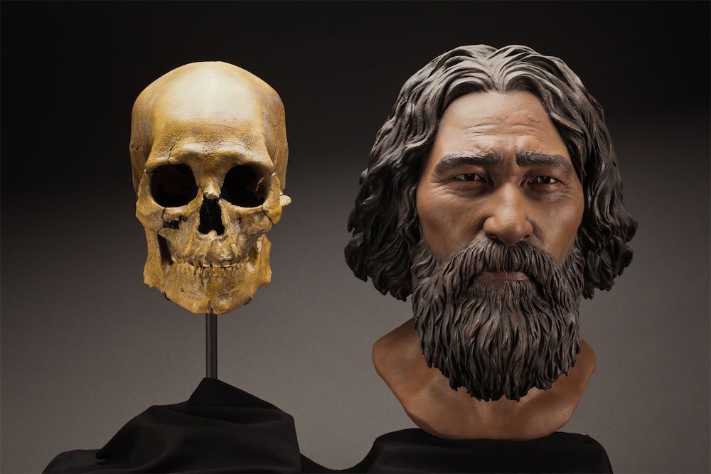 A clay facial reconstruction of Kennewick Man was carefully sculpted around the morphological features of his skull.