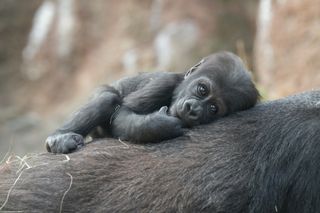 western lowland gorillas, wcs photography, wildlife