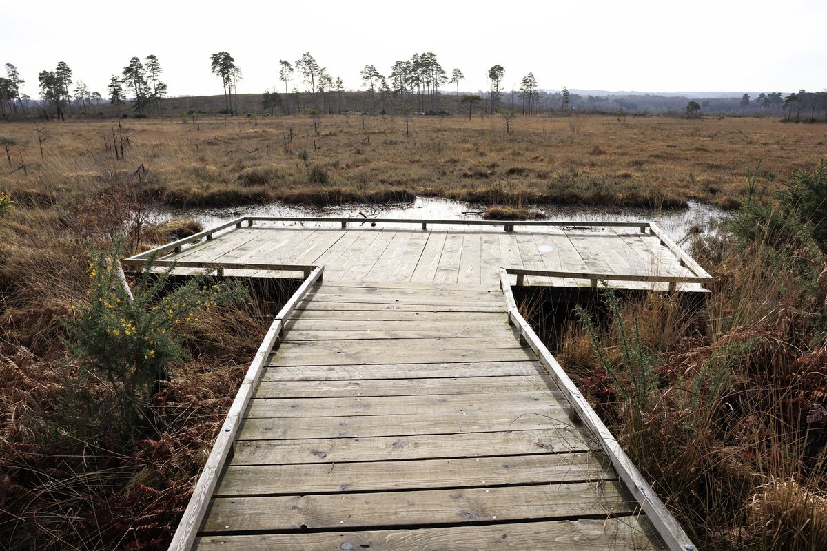 Sigma 16mm F1.4 DC DN Contemporary image gallery: a boardwalk leading up to an open view of a British common