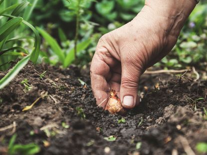 Hand Planting A Bulb In The Soil