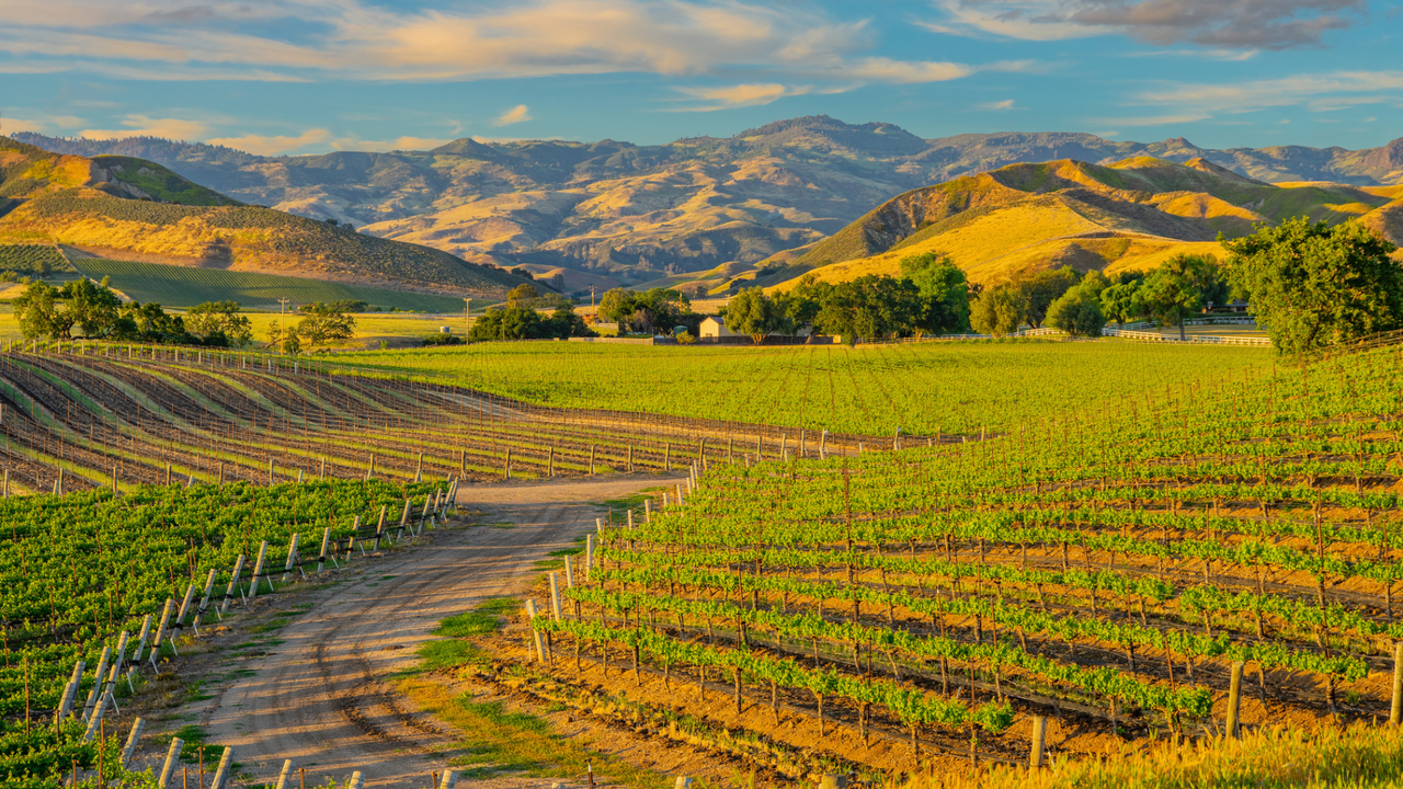 A view across the vineyards of the Santa Ynez Valley in California