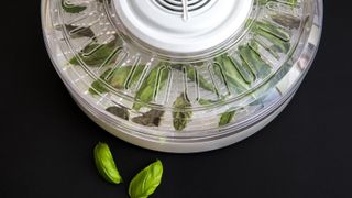 Basil leaves in a food dehydrator