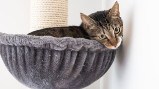 Cat lounging in hammock of cat tower