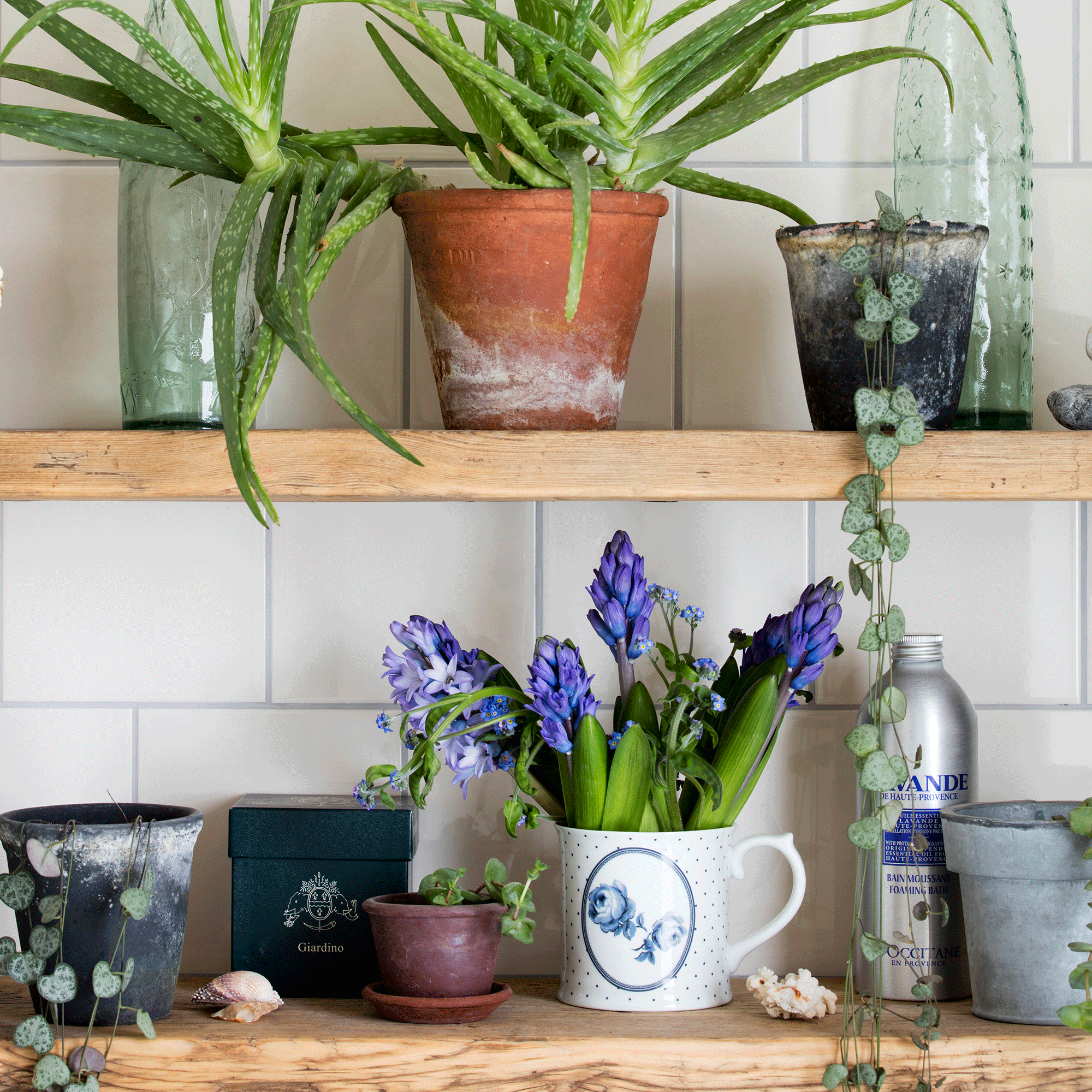 Houseplants in pots on wooden shelves