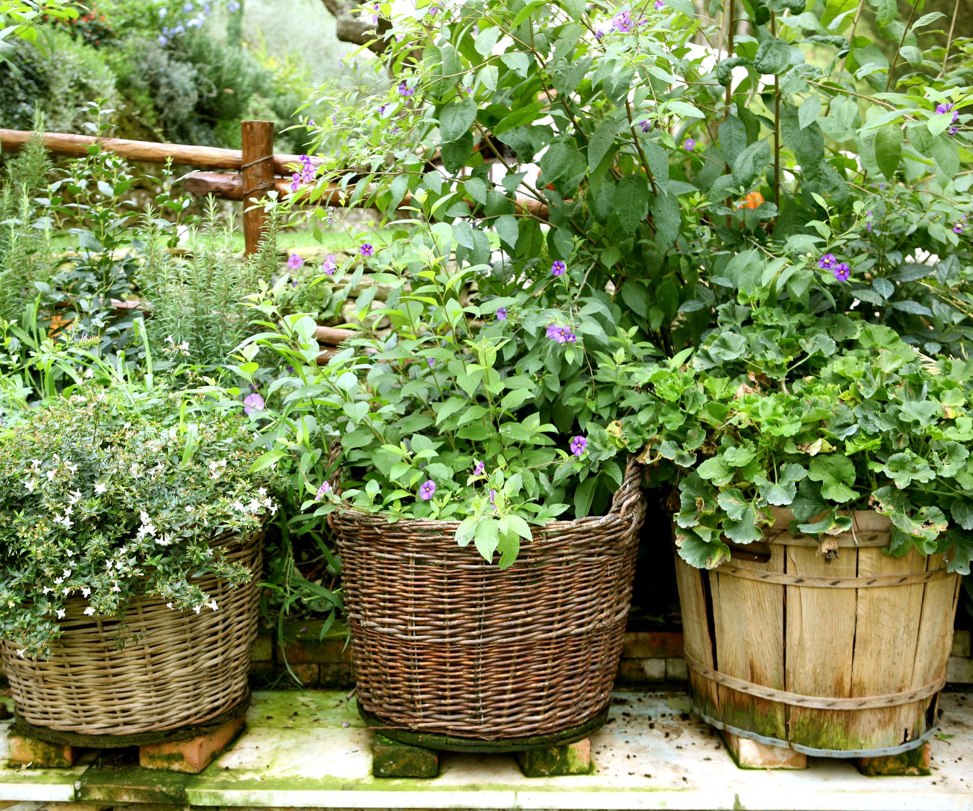 mixed herbs in large tubs in backyard