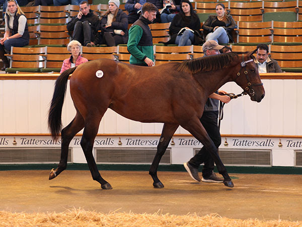 Lady Lloyd-Webber home-bred colt Lot 277 Sea The Stars (IRE) / So Mi Dar (GB) B.C. (GB) Watership Down StudC Gordon Watson Agent / Woodford Racing1,200,000 Tattersalls October Yearling Sale Book 1 06/10/21