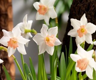 Narcissus Jack Snipe Cyclamen-flowered daffodil