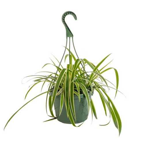 Lowe's Costa Farms 3 8 in Spider Plant Hanging Grow Pot