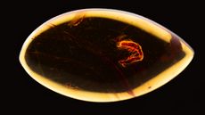 Amber fossil in center frame with two termites on the right hand side close together.