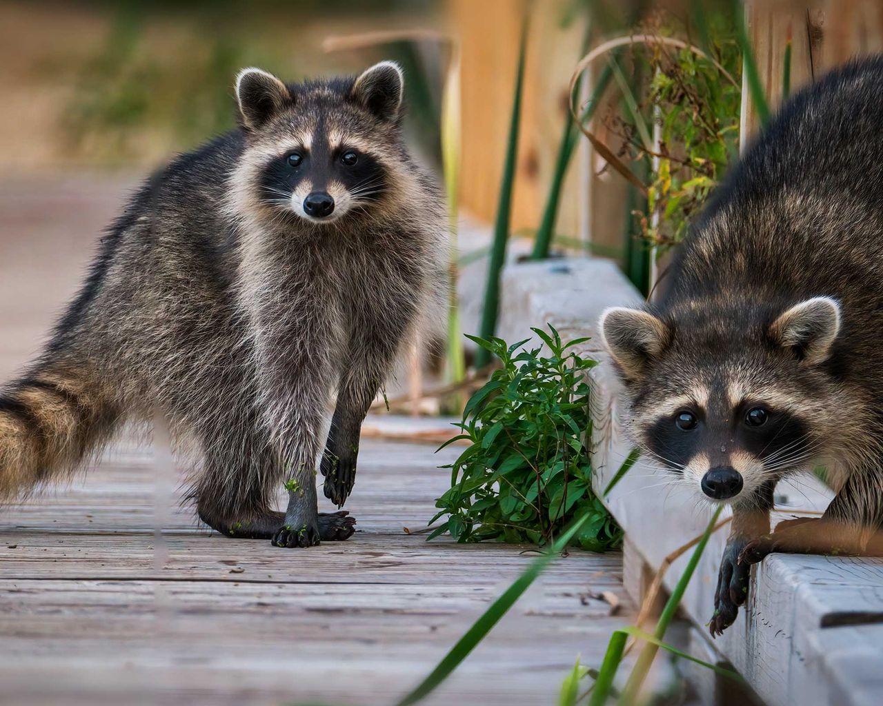 How to get rid of raccoons in your yard 5 ways to try Gardeningetc