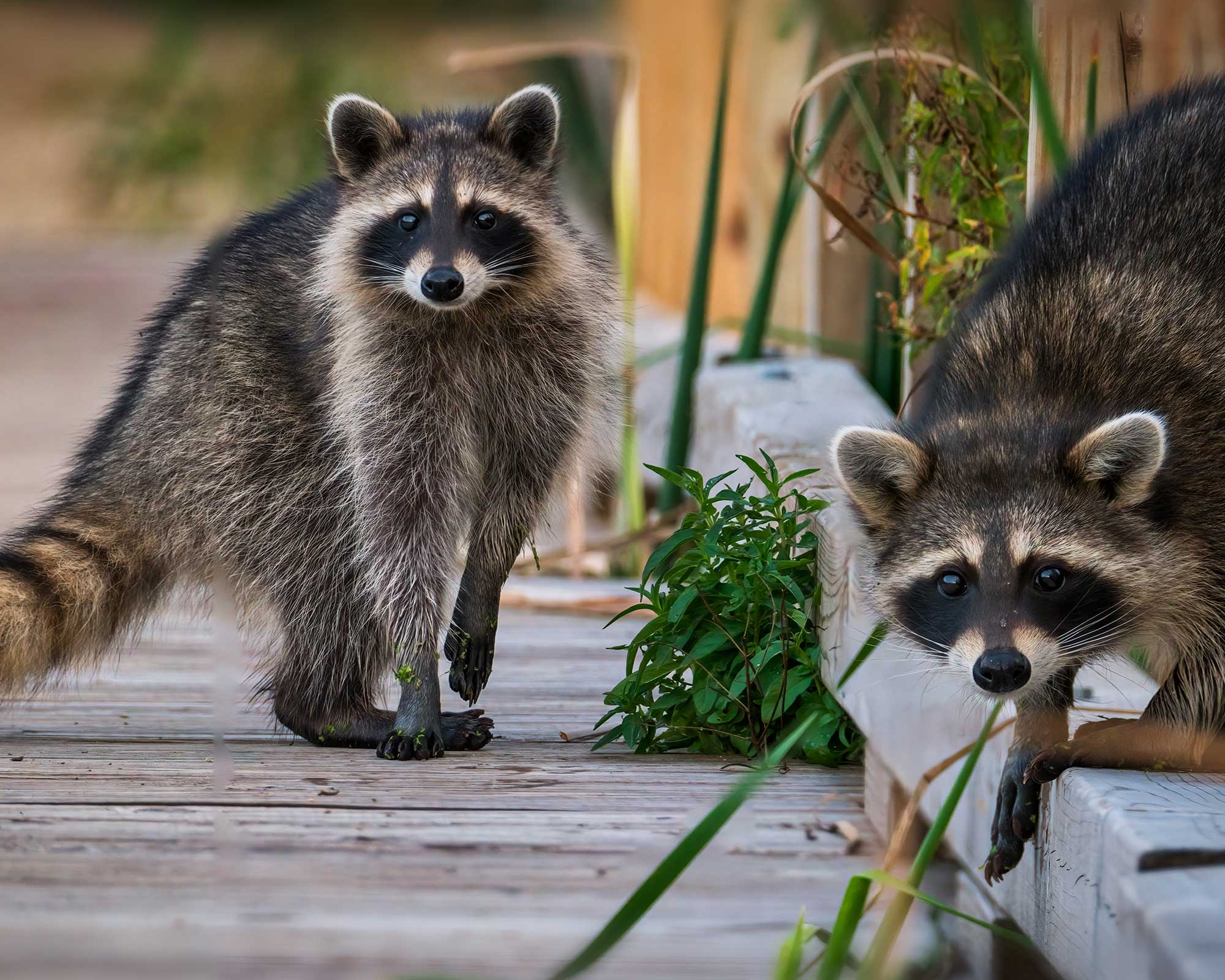 two raccoons in garden