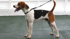 Gt. Yorks Show Beagles/Harriers 13.07.21 Dog Harriers Championship Champ. Waveney -- ALSORT