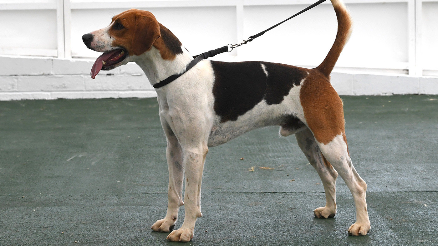 Gt. Yorks Show Beagles/Harriers 13.07.21 Dog Harriers Championship Champ. Waveney -- ALSORT