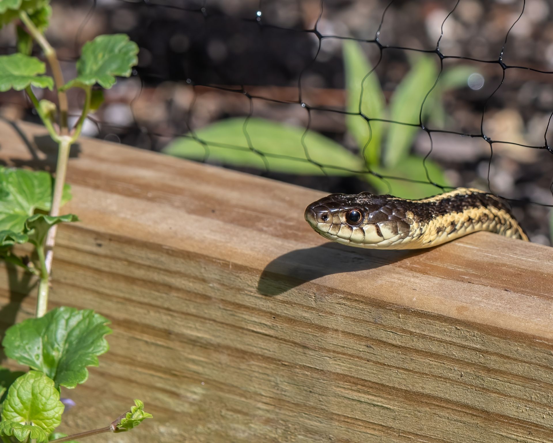 Eastern Garter snake peaking over wooden raised garden bed.