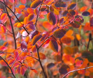 serviceberry leaves turning red in the fall