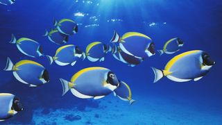 Powder Blue surgeonfish