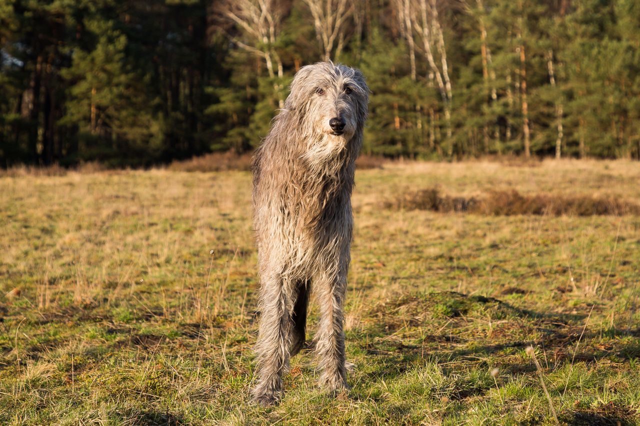 A Scottish deerhound stands alert in a grassy clearing with woodland behind, its tall, lean frame and rough, shaggy coat lit by warm sunlight.