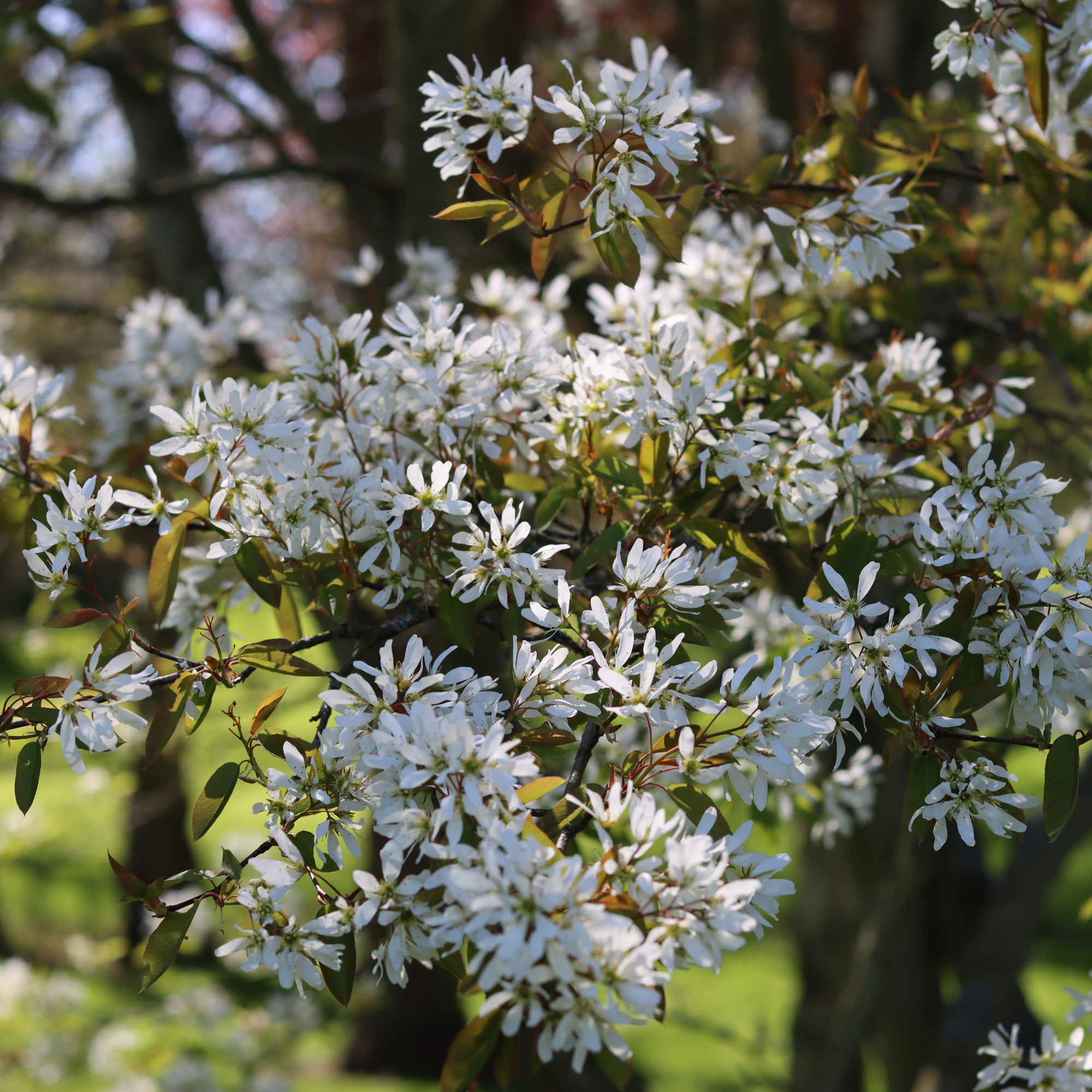 Close up of serviceberry tree branches in spring