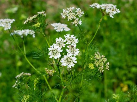 White flowers on a bolted cilantro plant