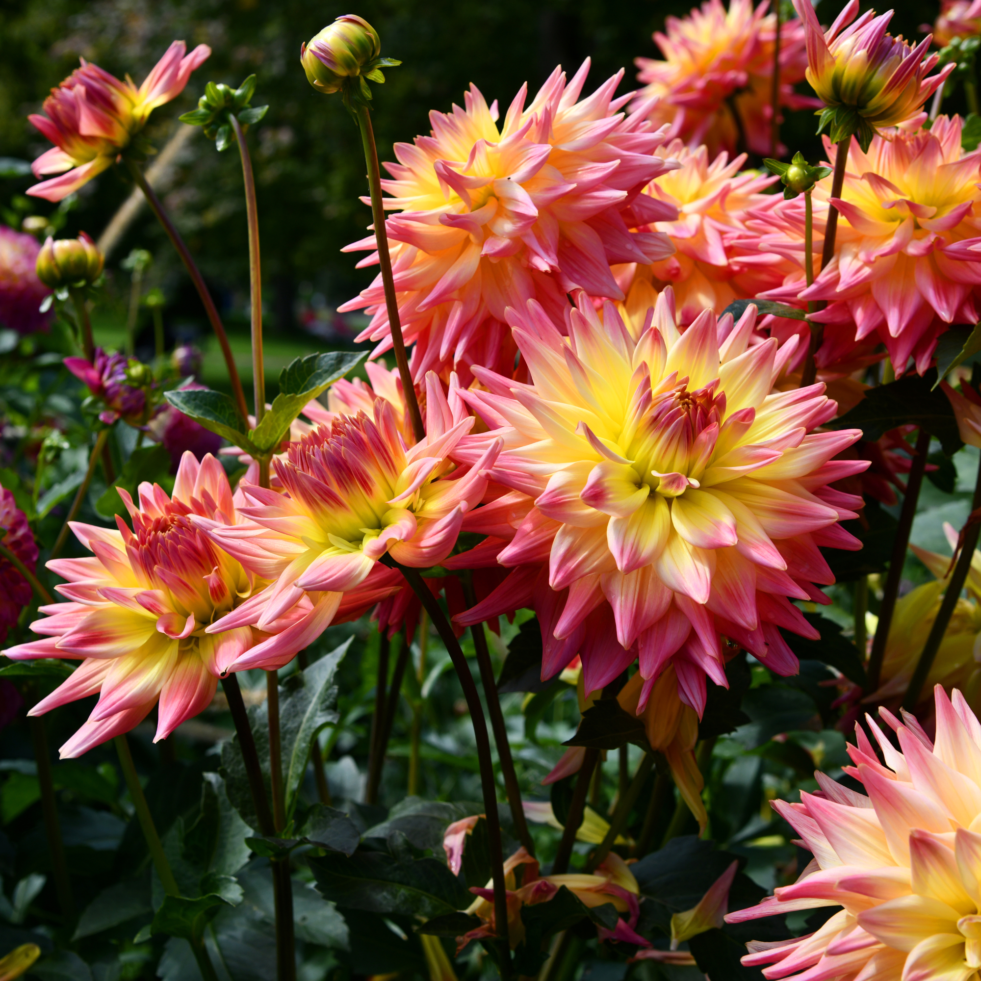 Pink and yellow dahlias