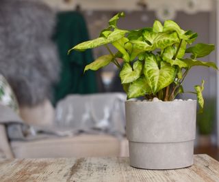 Light green arrowhead plant in ceramic grey pot on living room table