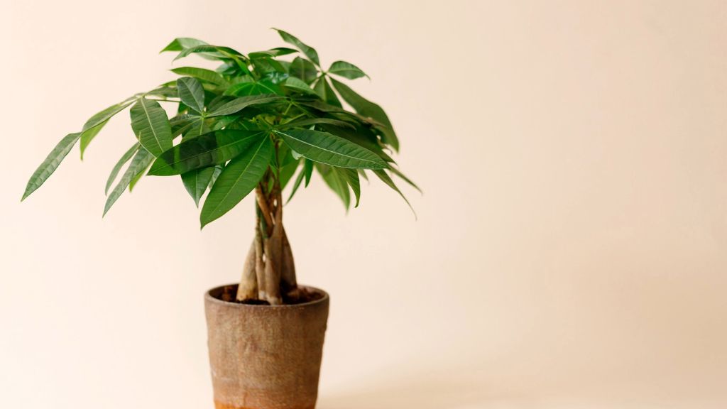 potted money tree plant 