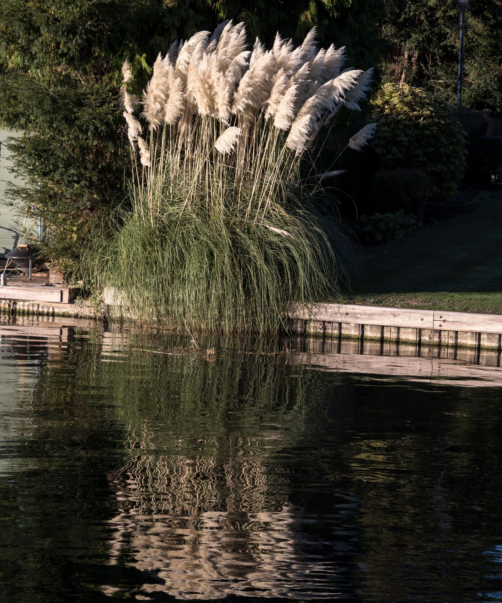 Pruning Pampas Grass How And When To Complete This Task Gardeningetc