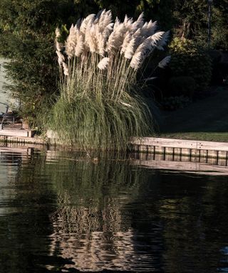 clump of pampas grass by swimming pool