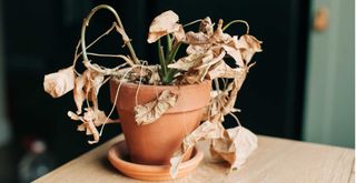 dying houseplant in a terracotta pot on a wooden table