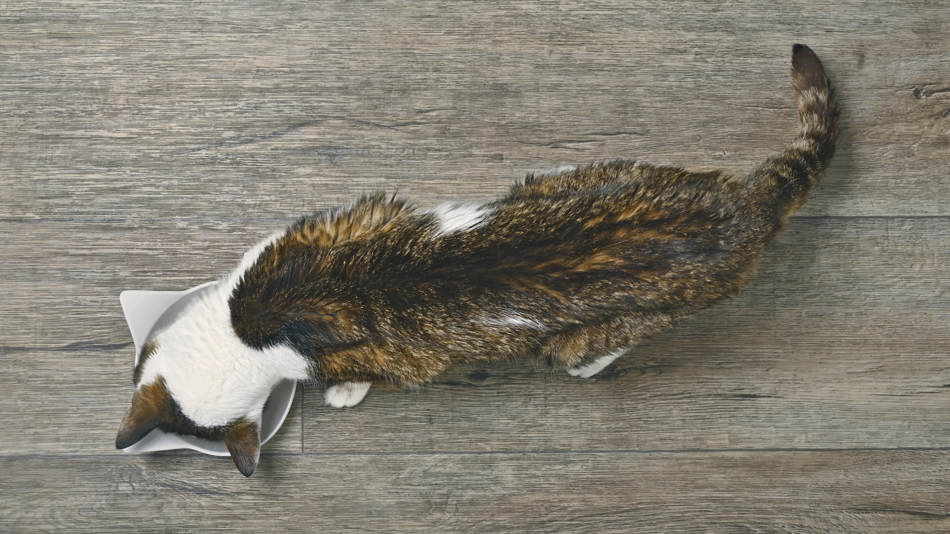Slim cat seen from above, eating