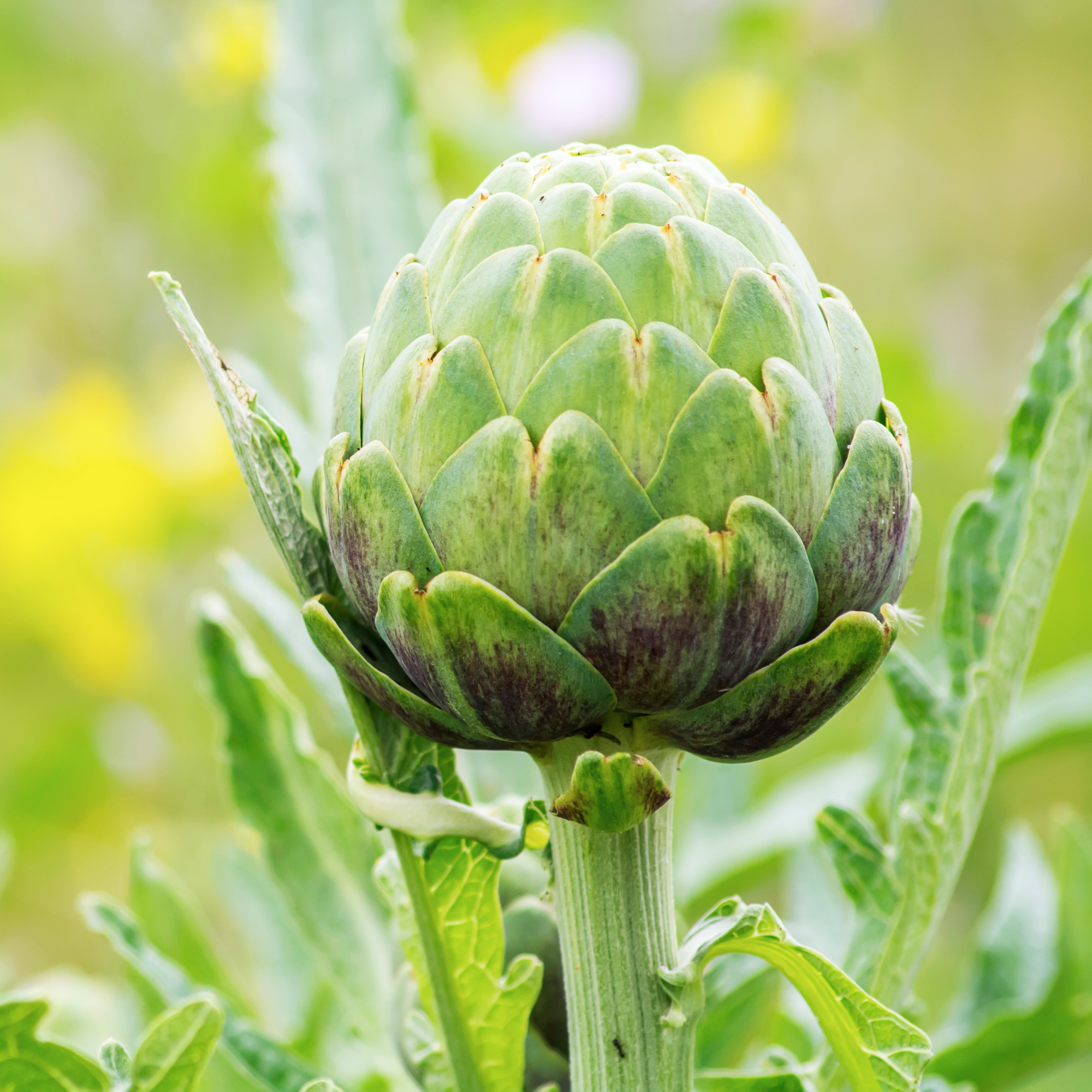 artichoke growing