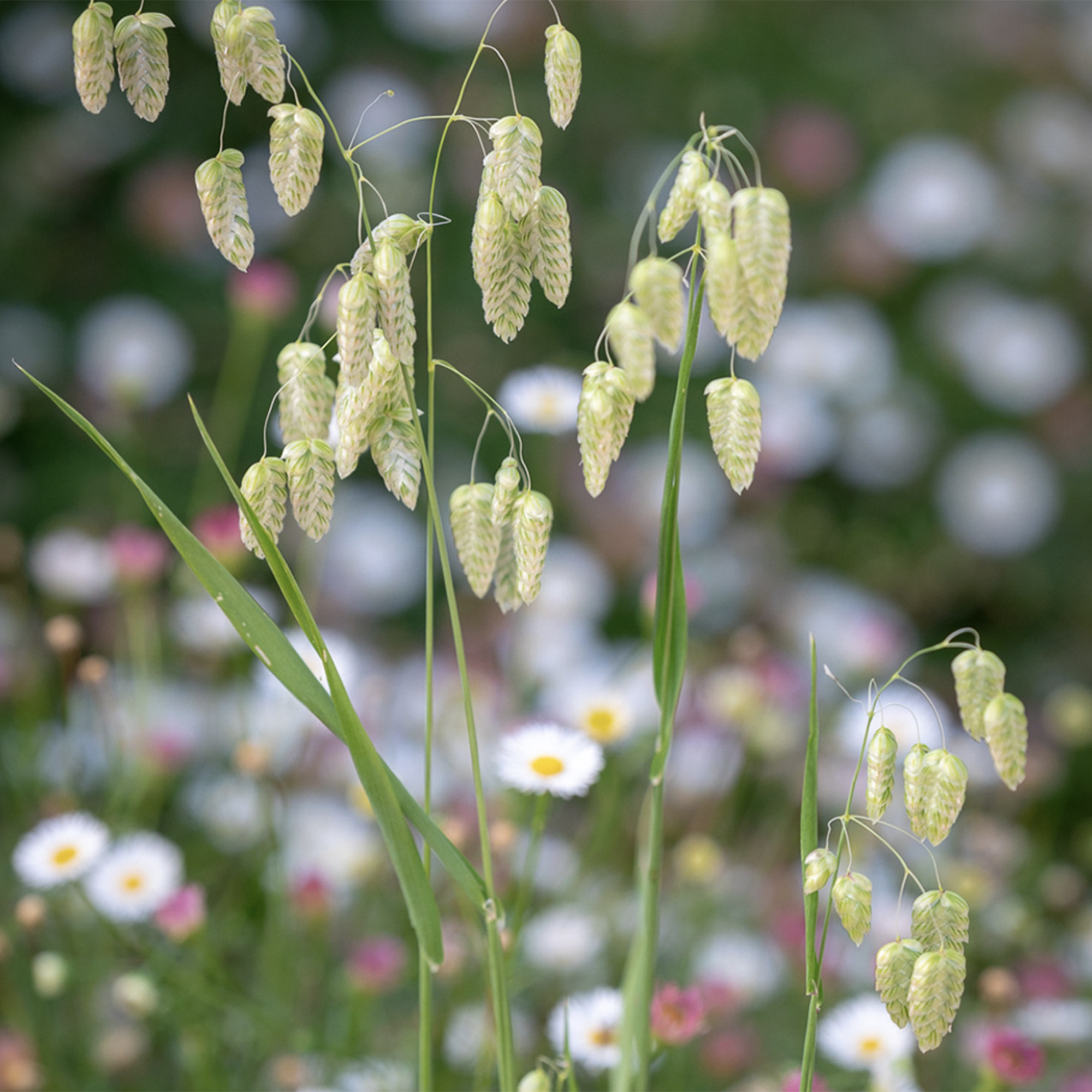 Briza maxima (Greater Quaking Grass)