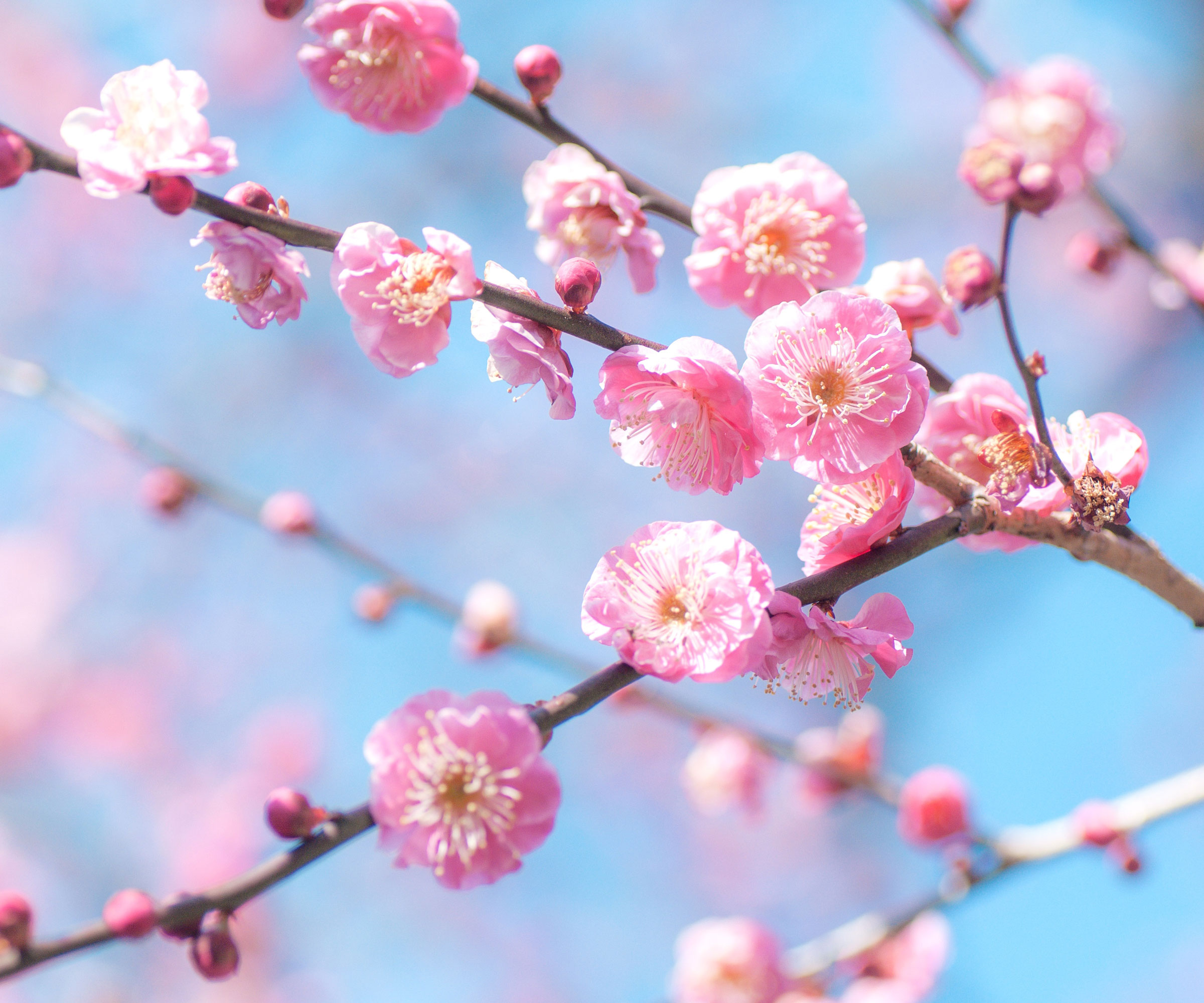 pink plum blossoms on branches against blue sky