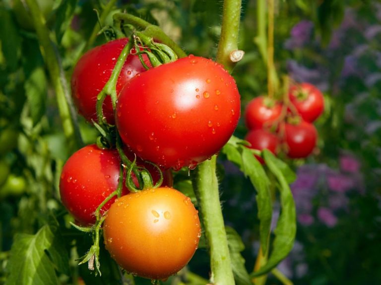 Tomato Root Knot Nematode Info - Treating Nematodes In Tomatoes ...