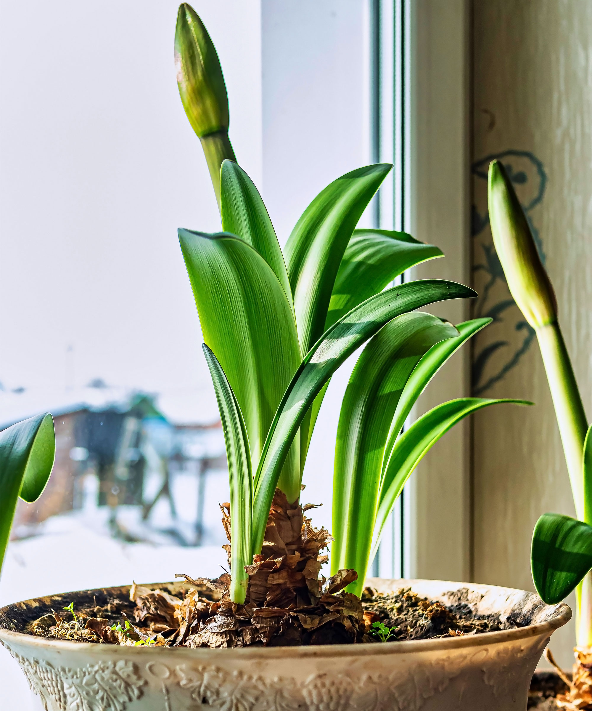 amaryllis plant at window with leaves and small flower stalk