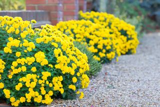 yellow chrysanthemum flowers by a path