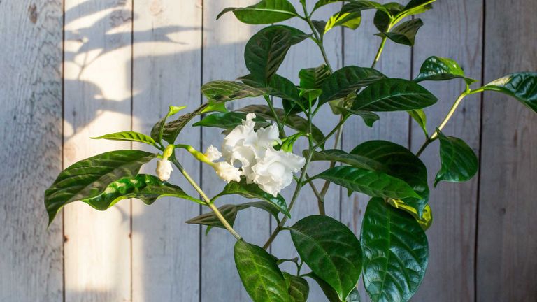 gardenia white flowers