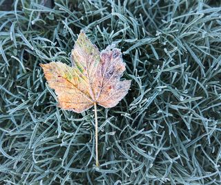 Frozen leaf on frozen grass