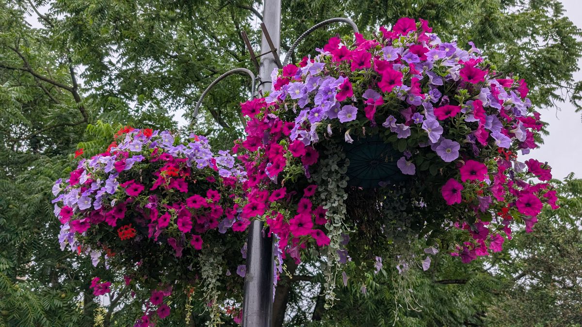200 photos pixel 9 vs pixel 8a - color reproduction on pixel 9
