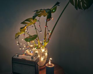 plant with christmas lights next to a candle and stereo