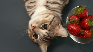 An inquisitive cat lying next to a bowl of strawberries